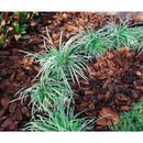 Casca de Pinus Natural P ou M Decoração Jardinagem Semi Polida 3L ate 40Litros Gold Plant