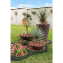 Casca de Pinus Natural P ou M Decoração Jardinagem Semi Polida 3L ate 40Litros Gold Plant