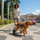 Cadeira De 2 Rodas Cachorro Tam Xg Grande Paraplegia Pata Traseira Paralisia Pet Best Soluções