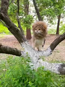 Peruca De Leão / Funny Chapéus para Pet de estimação / Vestir Roupas Fofas / Acessórios De Festa